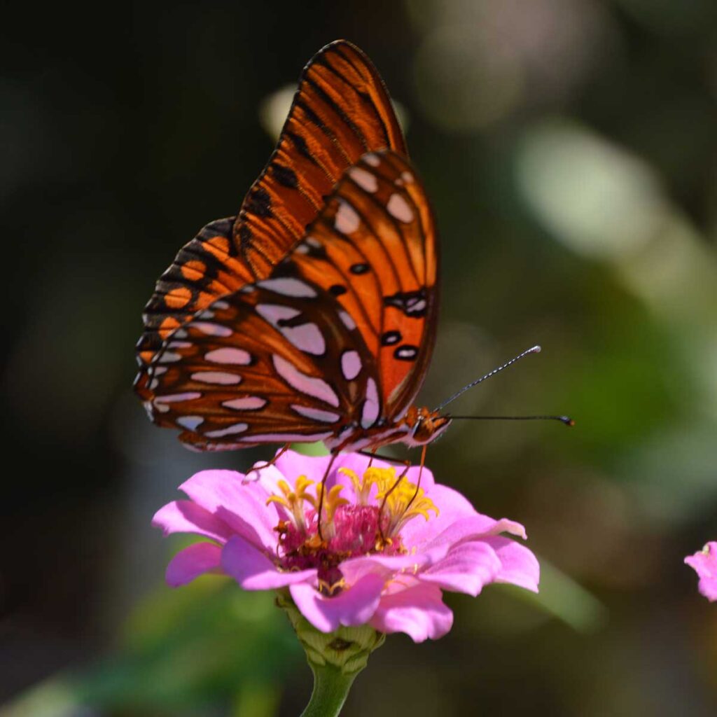 Orange and silver gulf fritillary butterfly feeding on zinnia