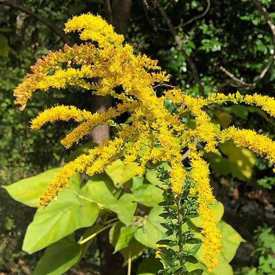 Bright yellow flowers of goldenrod