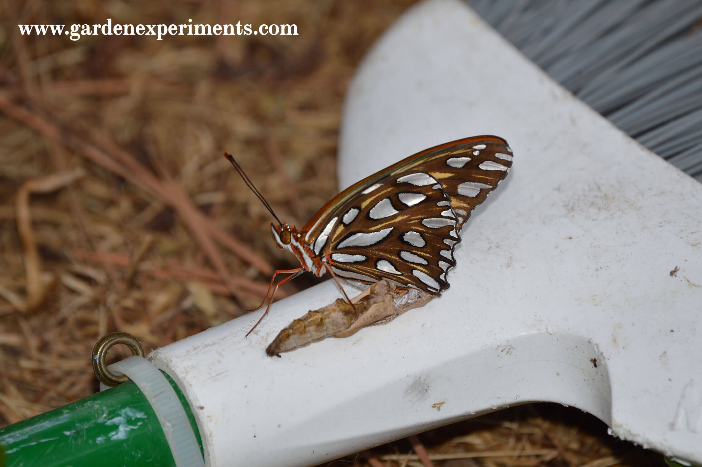 Gulf Fritillary butterfly that just emerged from its cocoon