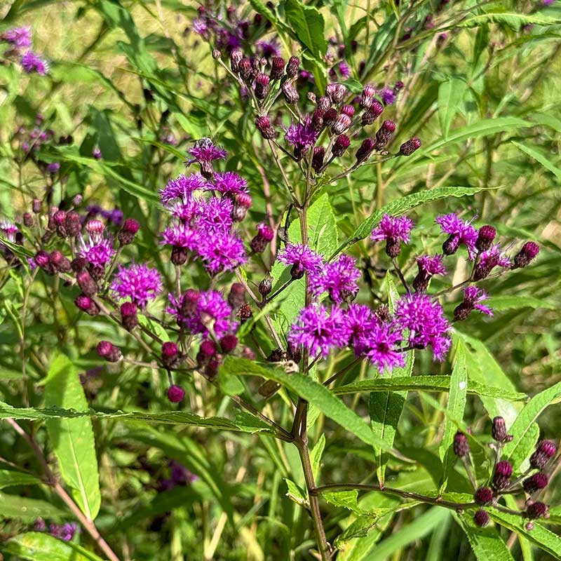Purple flowers of ironweed