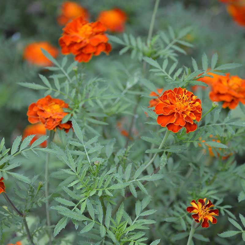 marigolds