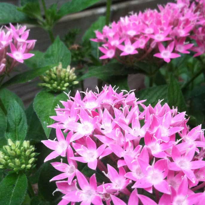 Pentas flower