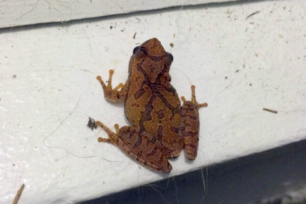 Southern Spring Peeper (Pseudacris crucifer)