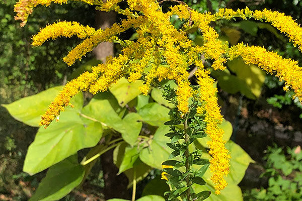 Goldenrod (Solidago sp)