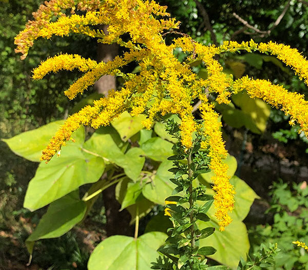 Goldenrod (Solidago sp)