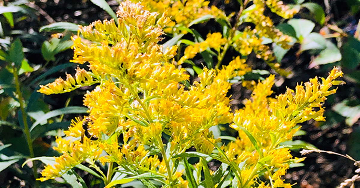Goldenrod (Solidago spp.) Benefits Wildlife