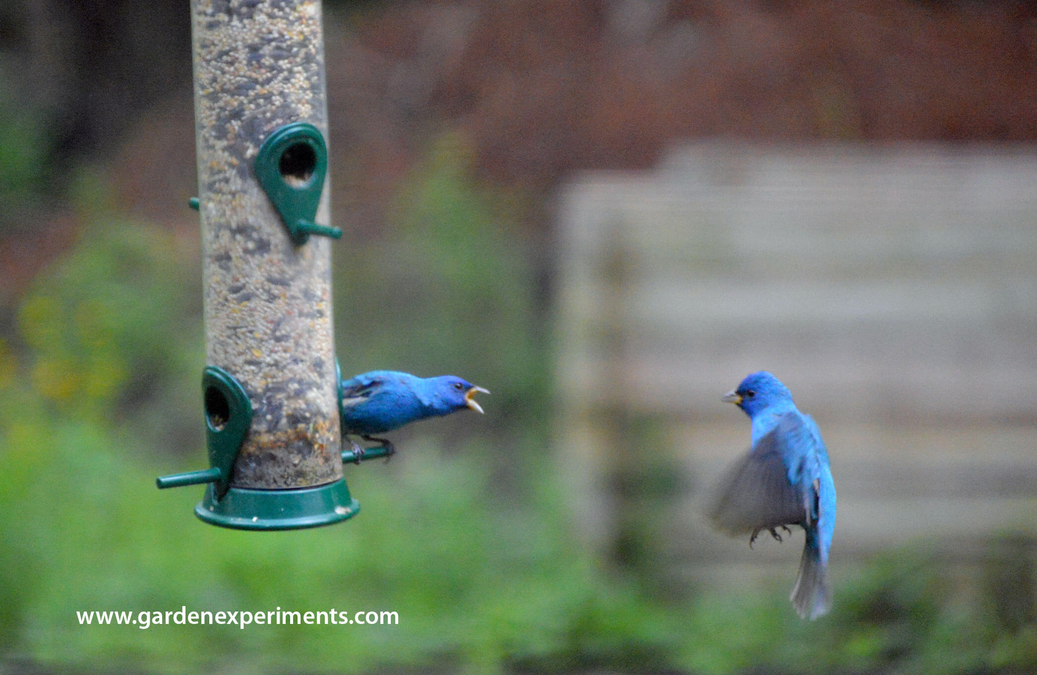 Male Indigo Buntings