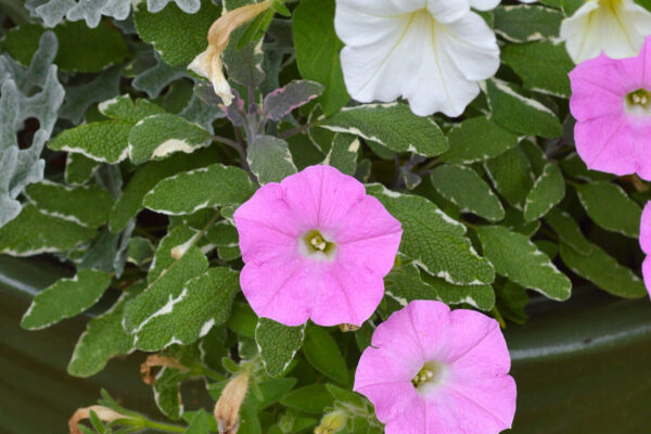 The pink-silver-white plant color combination