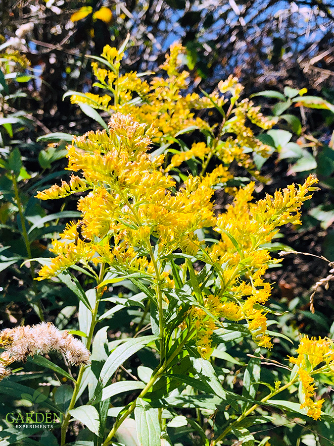 Goldenrod flowers blooming in late fall