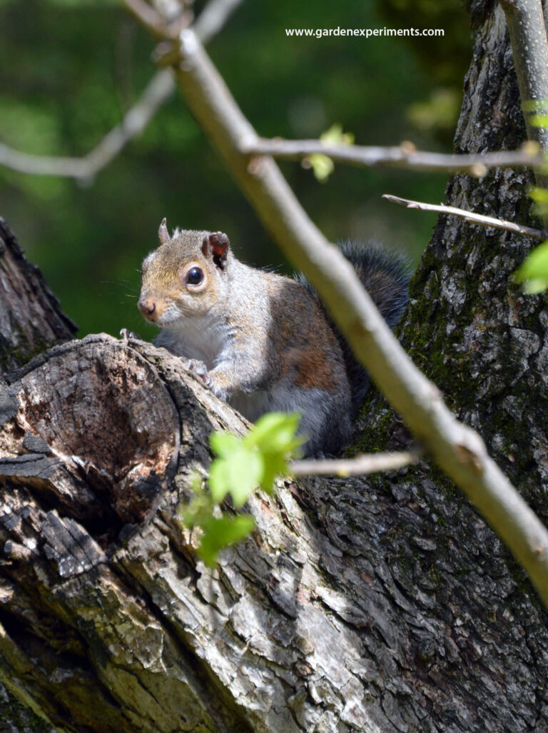 The Benefits of Squirrels