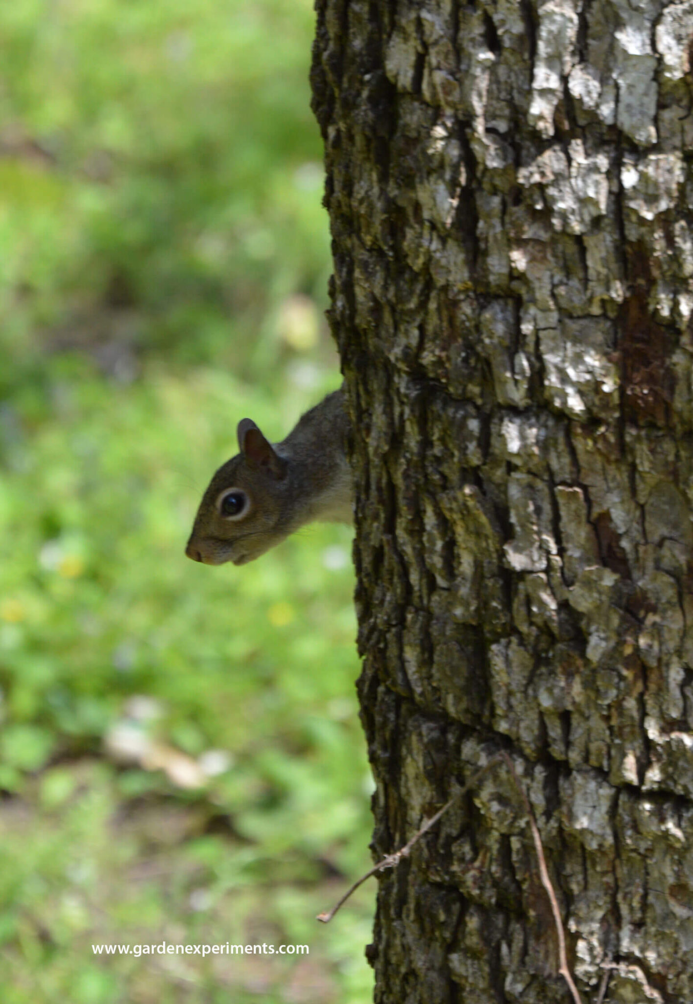 The Benefits of Squirrels