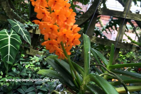 Ascocentrum miniatum
