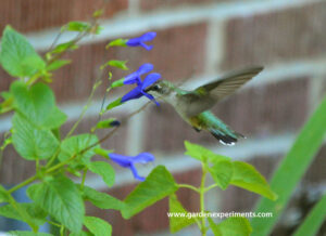 Ruby-throated Hummingbird