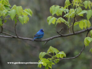 Male Indigo Bunting