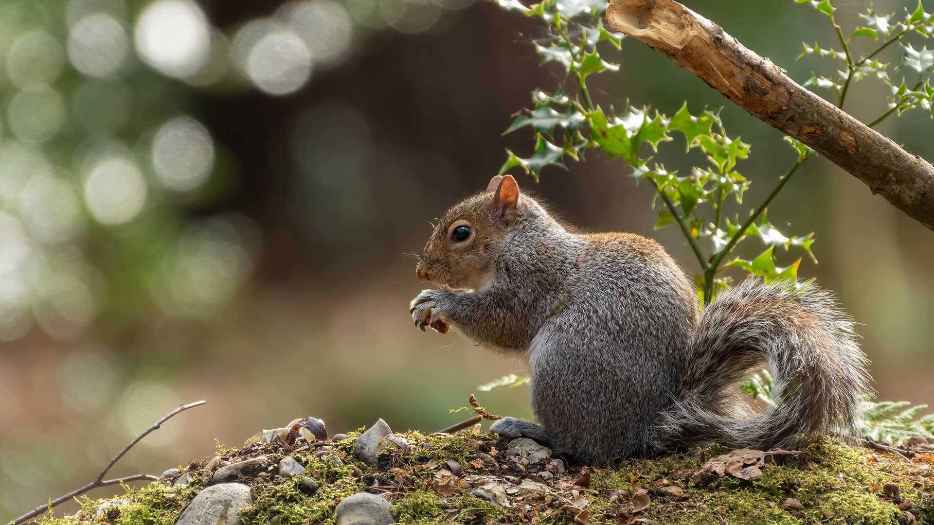 The benefits of squirrels