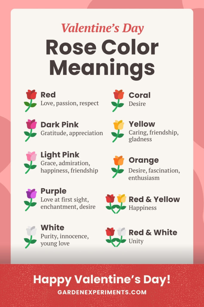 What do the colors of roses mean?