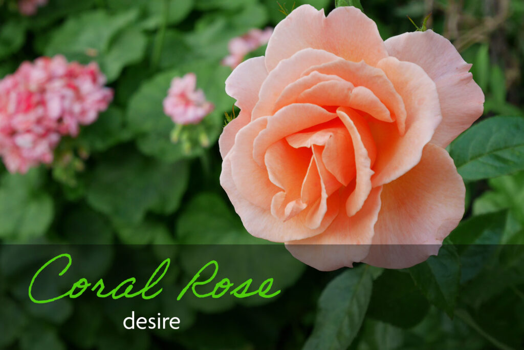 Coral roses mean desire