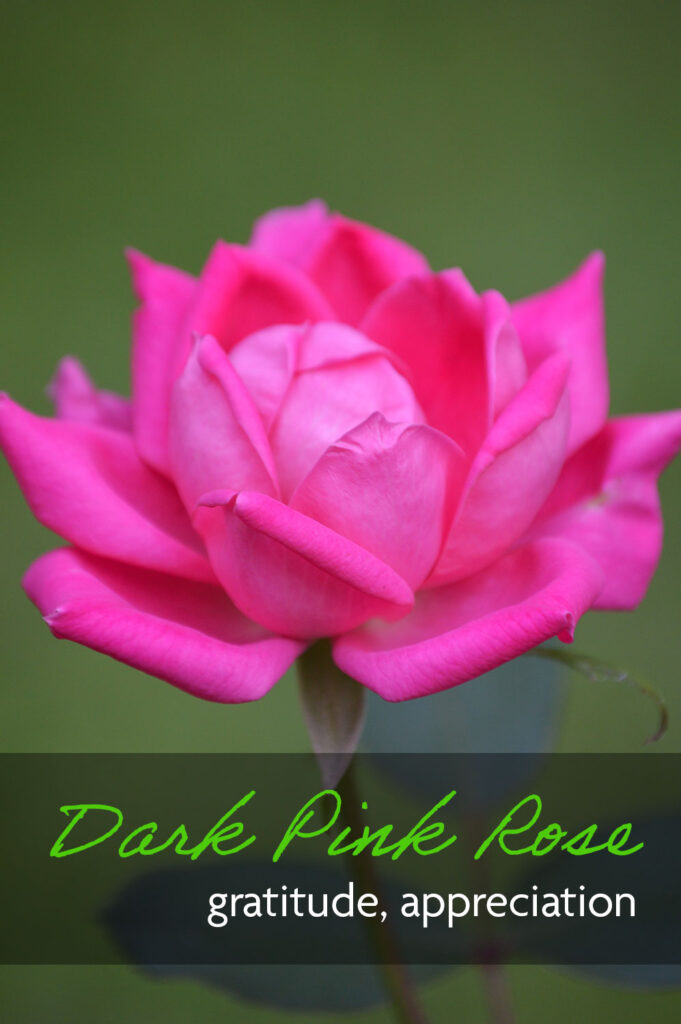 A dark pink rose flower which expresses gratitude and appreciation