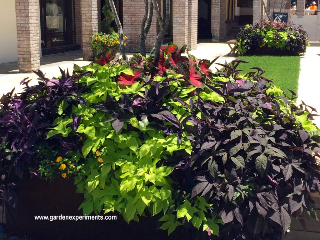 Container garden with sweet potato vines, purple heart, caladiums, and lantana.