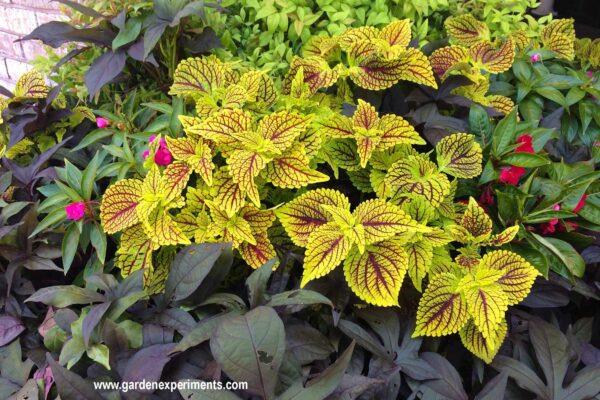 Container garden with coleus, sweet potato vine, and impatiens