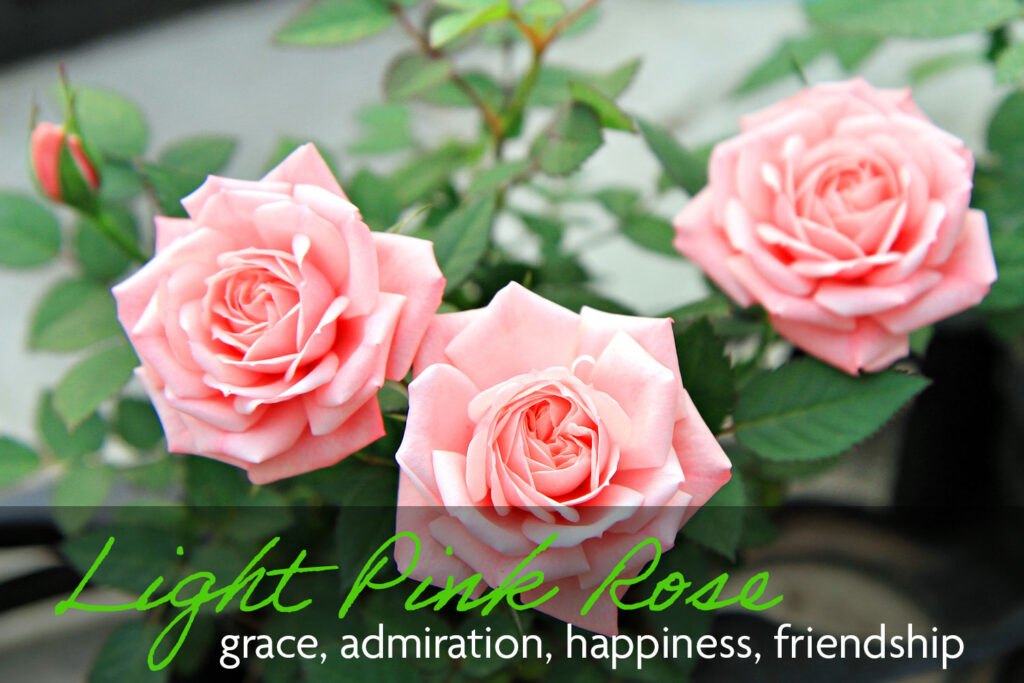 Three pale pink roses which mean grace, admiration, happiness, and friendship