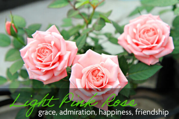 Three pale pink roses which mean grace, admiration, happiness, and friendship