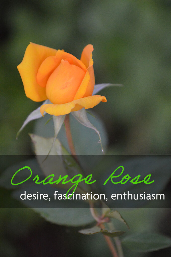 Orange rose which means desire, fascination, and enthusiasm