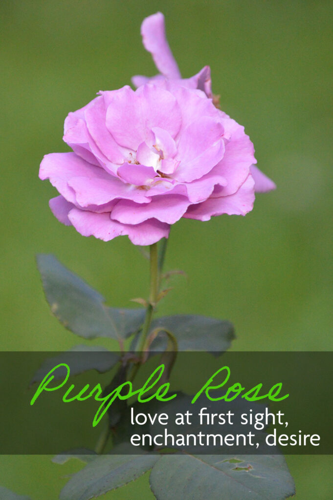 Purple Rose meaning love at first sight, enchantment, and desire