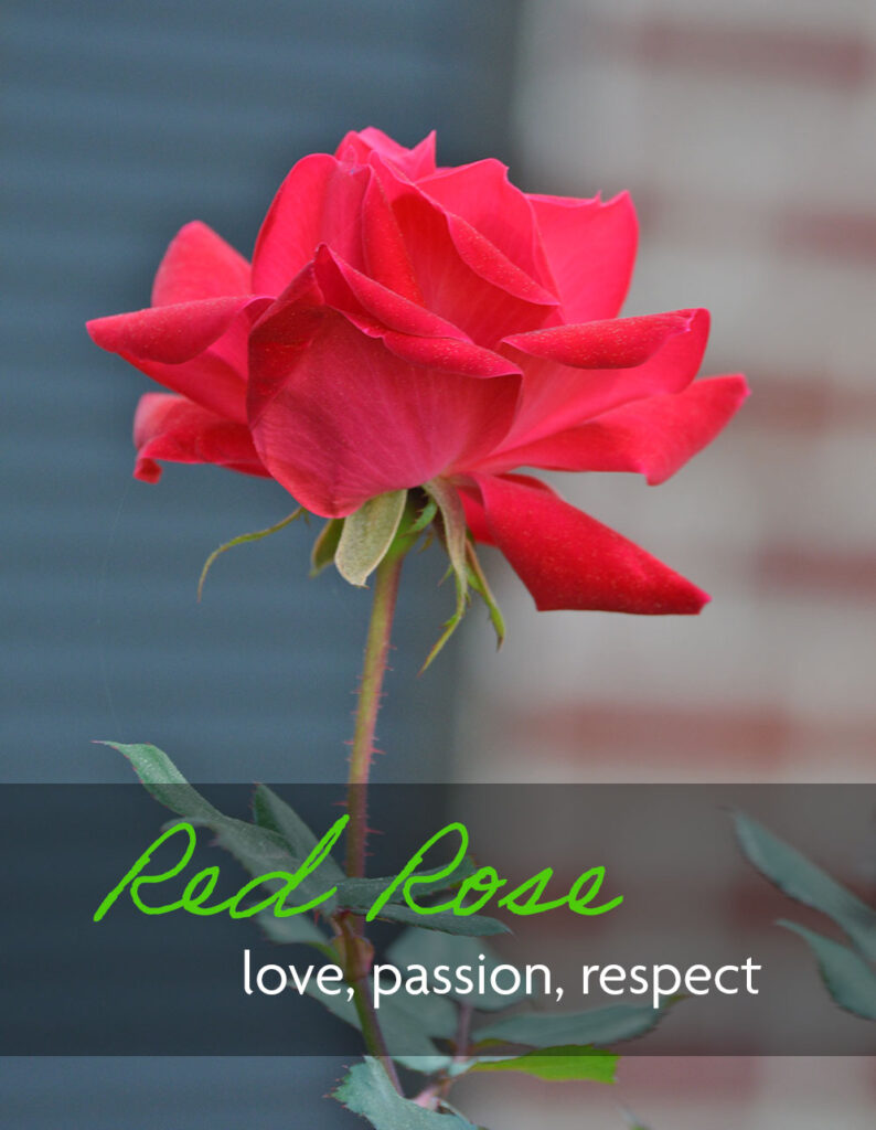 Red rose flower which means love, passion, and respect