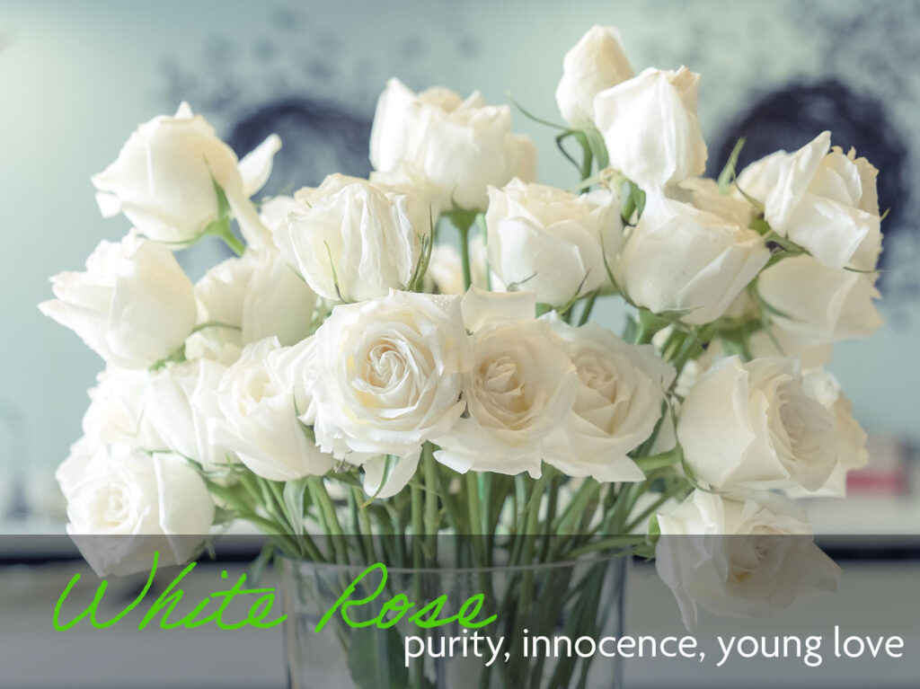 A bouquet of white roses which means purity, innocence, and young love