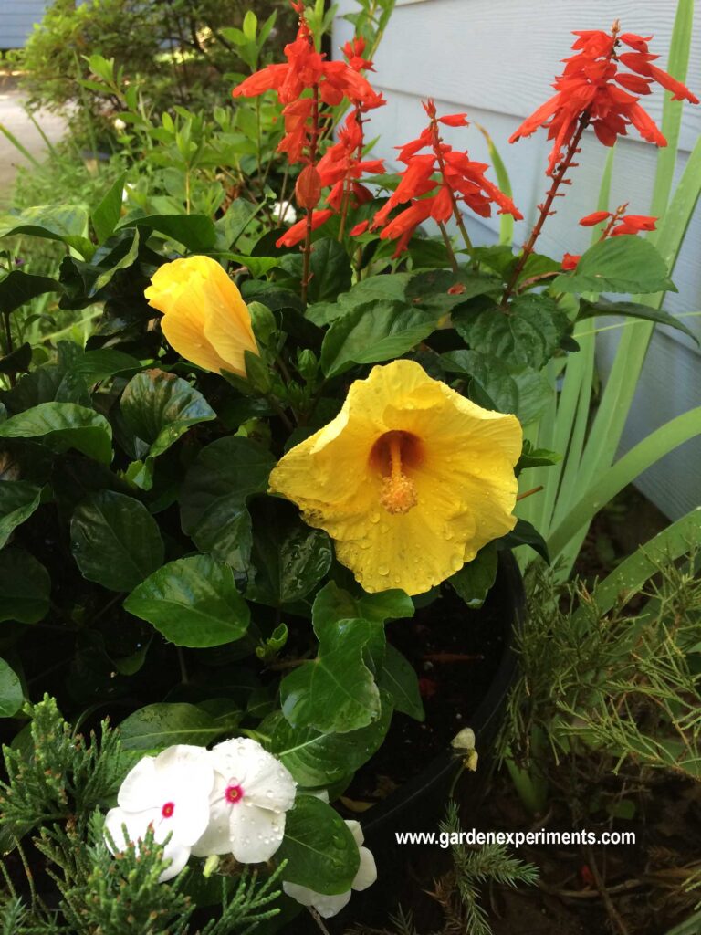 Better view of the yellow hibiscus in bloom