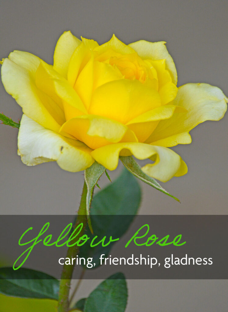 A yellow rose which means caring, friendship, and gladness