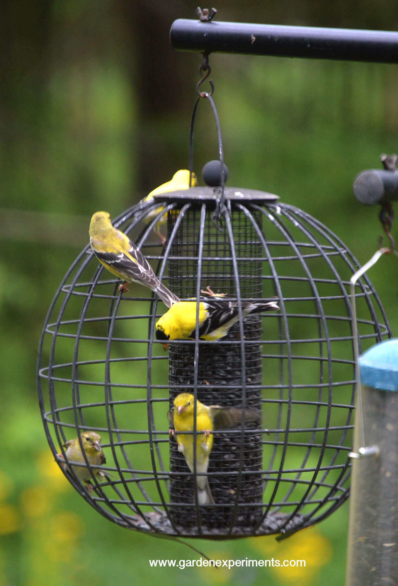 Goldfinches at the globe feeder
