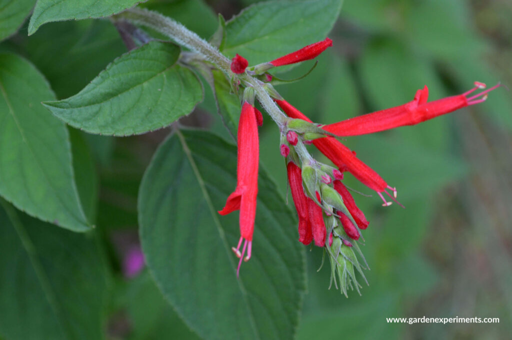 Pineapple Sage blooms in summer to fall