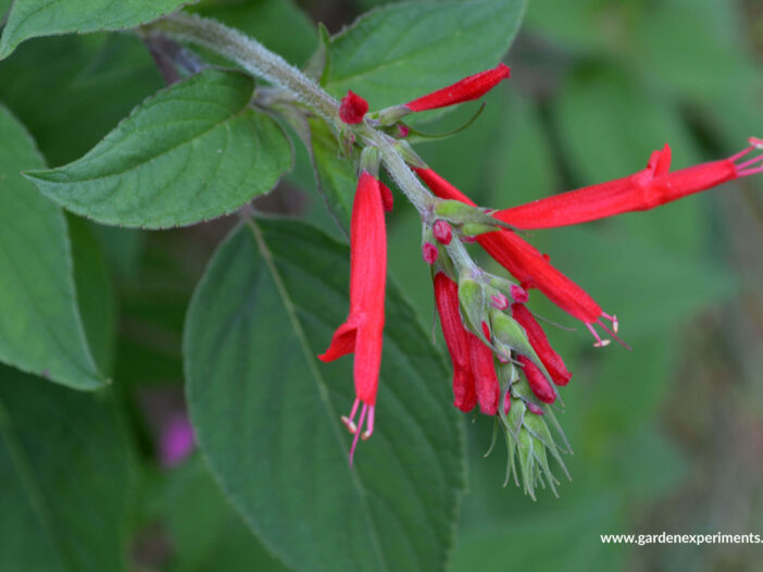 Pineapple Sage