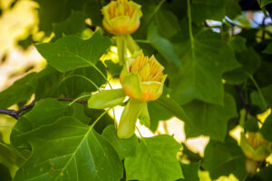 Tulip tree flowers & leaves