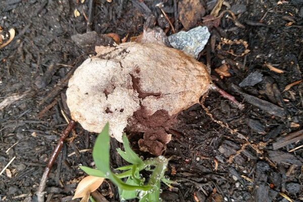 Yellow slime mold or dog vomit fungus