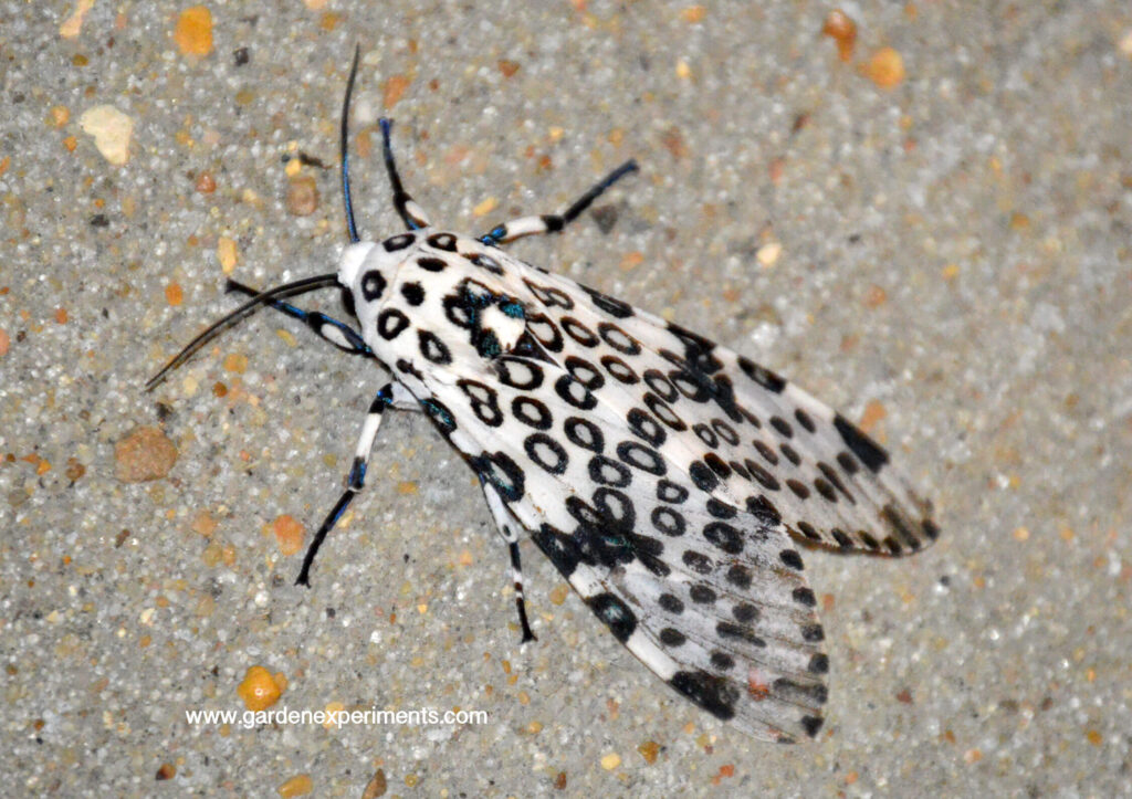 Giant leopard moth (Hypercompe scribonia)
