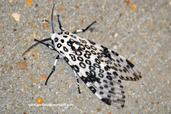 Giant leopard moth (Hypercompe scribonia)