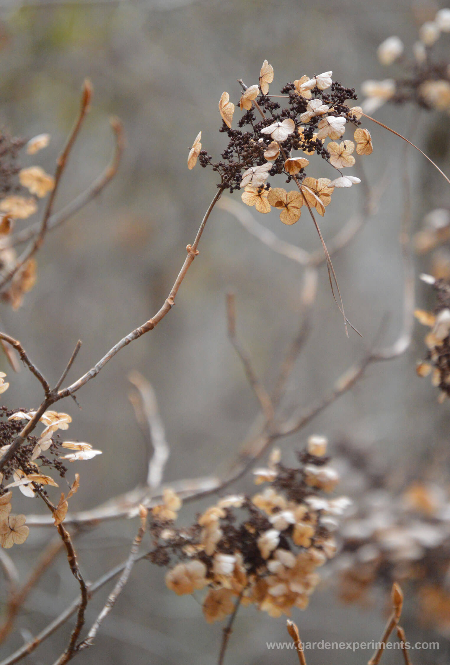 The dried flowers in winter (wild shrub in the woods)