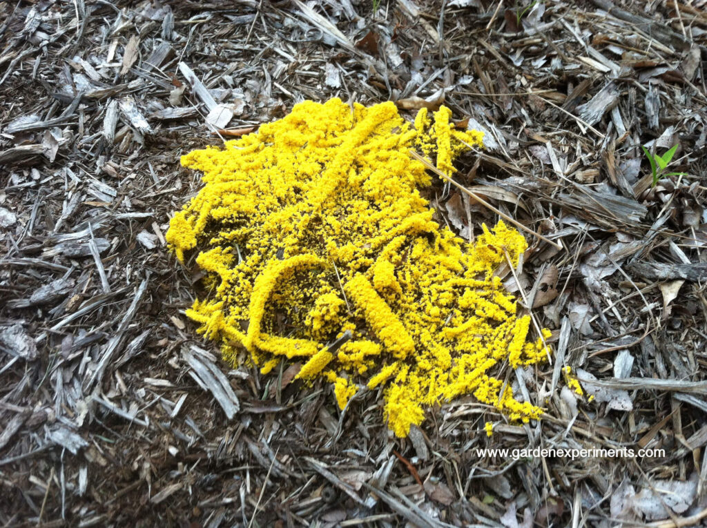 Yellow Slime Mold - The Dog Vomit Fungus