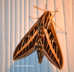 White-lined Sphynx Moth (Hyles lineata)