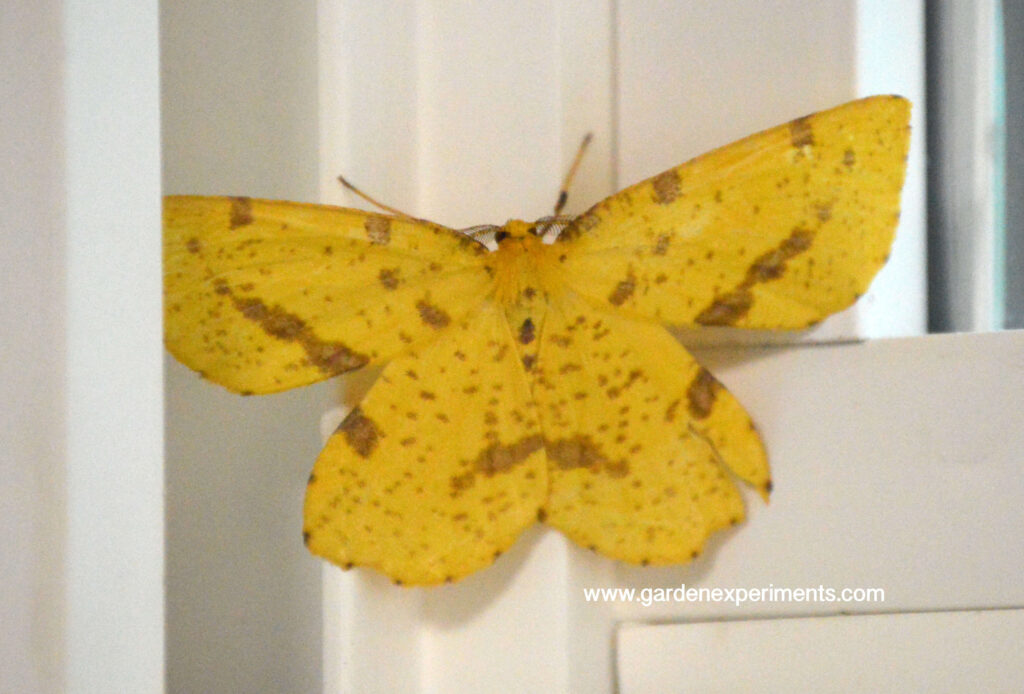 Xanthotype genus moth