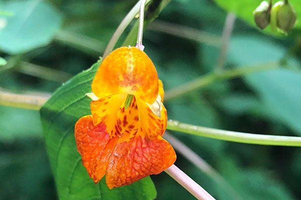 Jewelweed (Impatiens capensis)