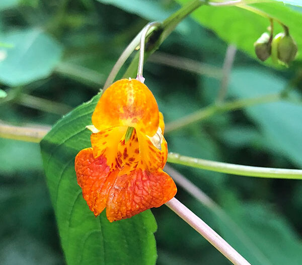 Jewelweed (Impatiens capensis)