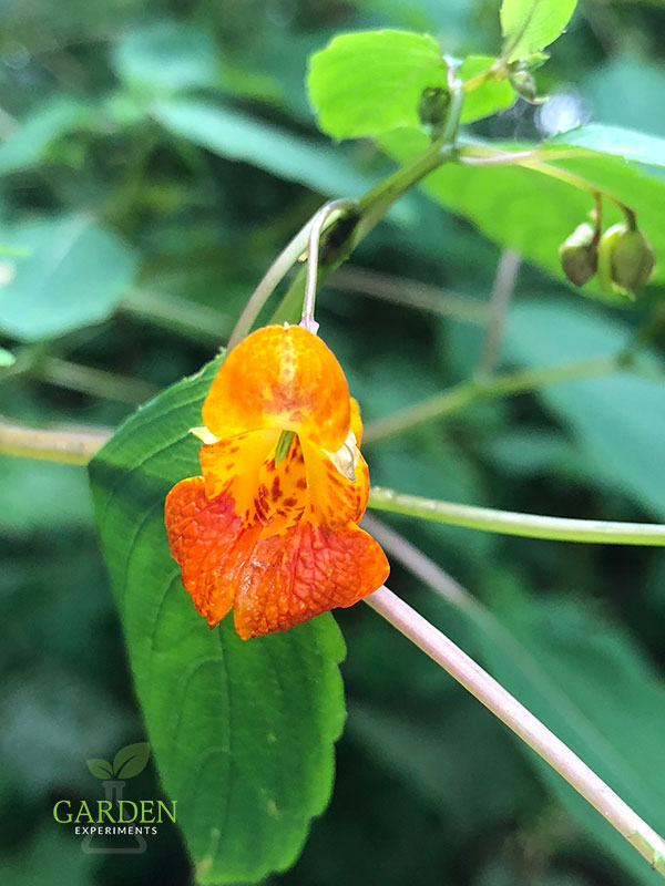 Jewelweed (Impatiens capensis)