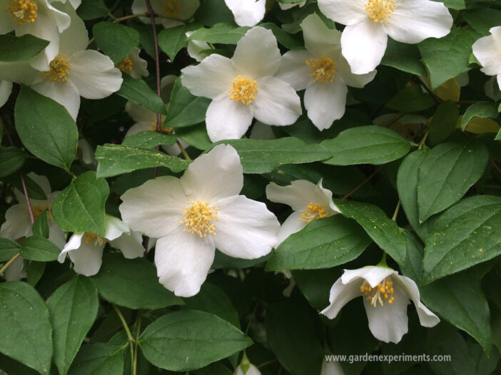 Scentless mock orange flowers