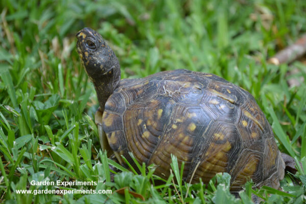 Eastern box turtle