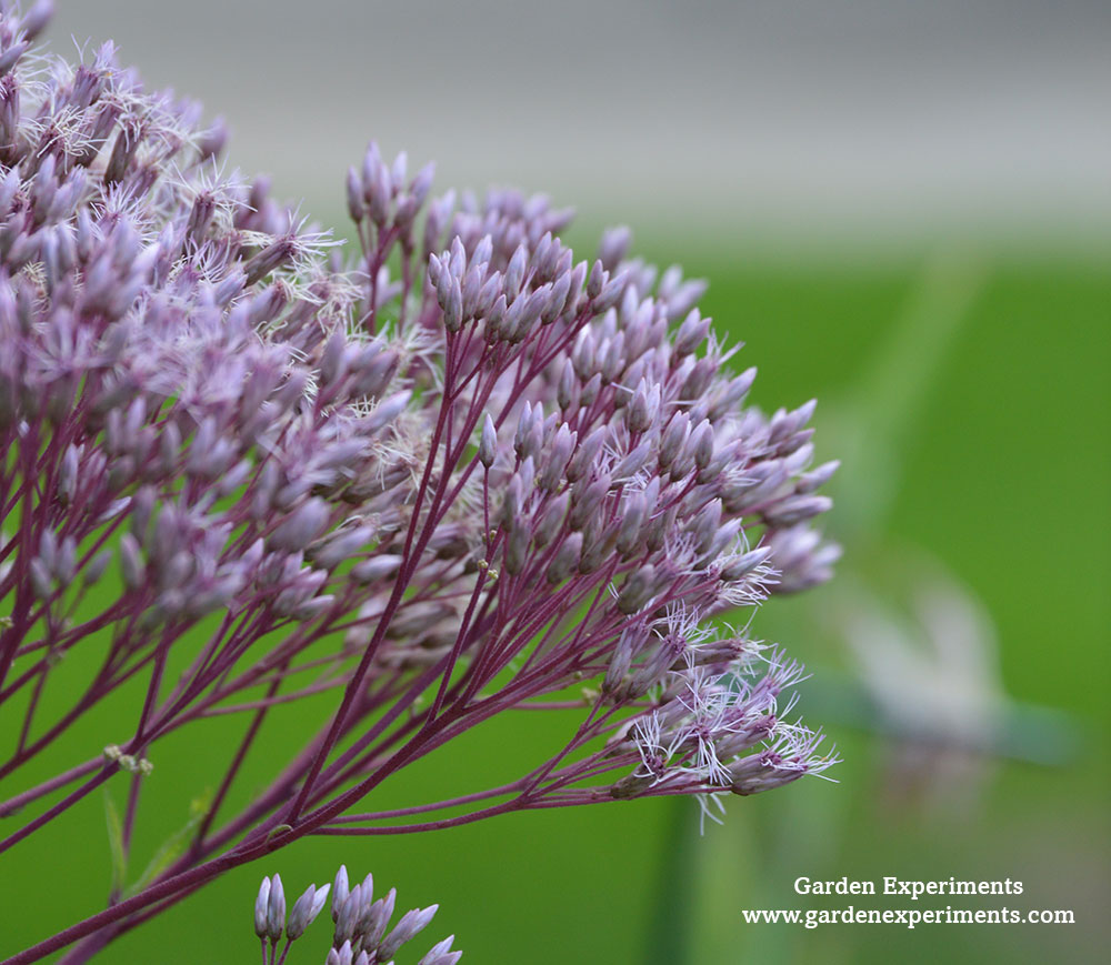 Joe Pye Weed