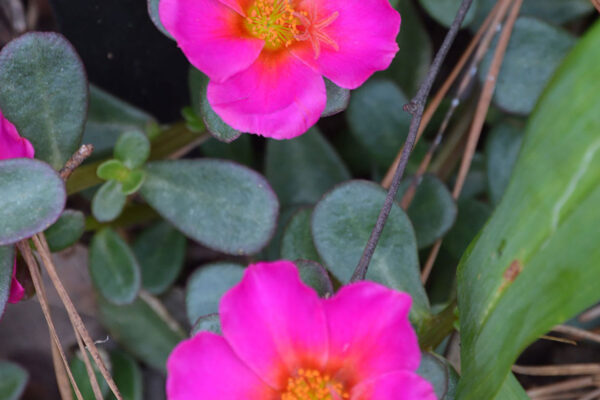 Portulaca grandiflora